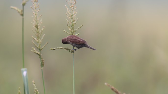 斑纹鸟吃稗草草籽