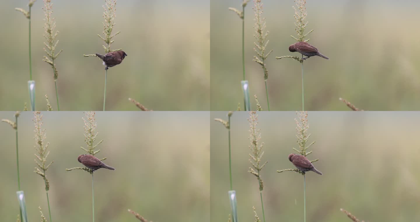 斑纹鸟吃稗草草籽