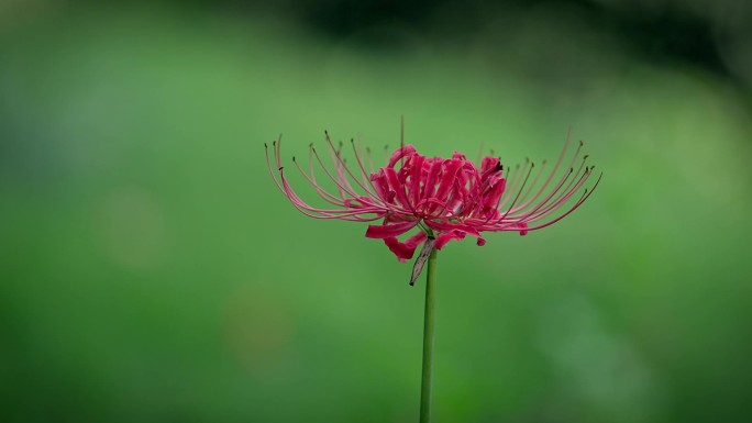 盛开的彼岸花