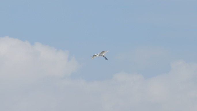 天空滑翔的鹭鸟4K原始升格素材