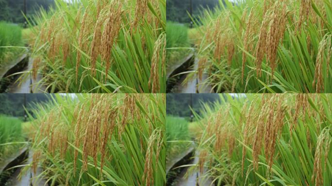 成熟的稻穗水稻特写雨露水珠田野