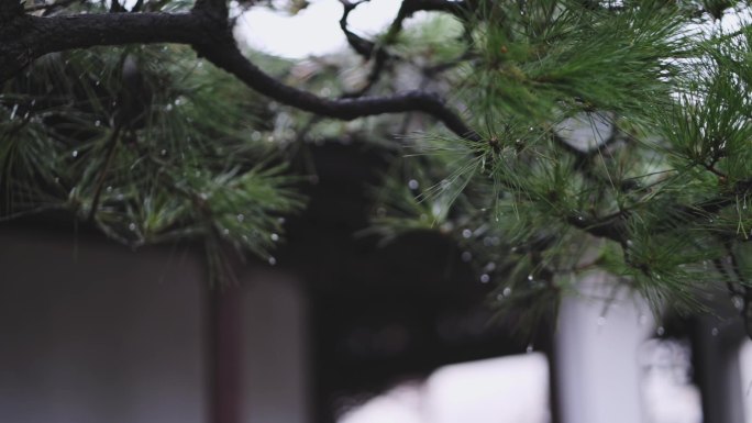 唯美雨天的罗汉松实拍视频