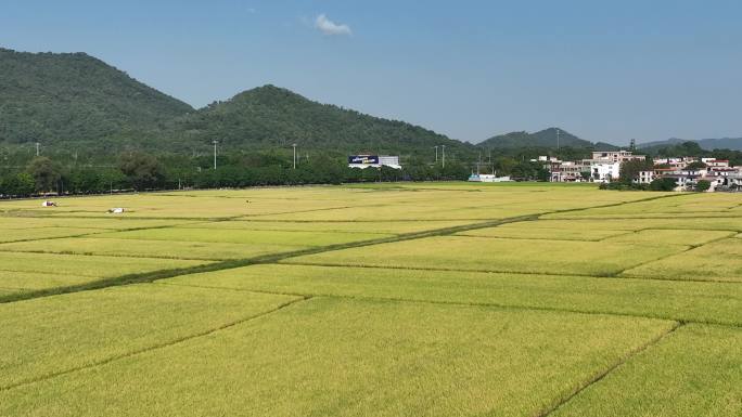 中山崖口 崖口村 中山崖口稻田