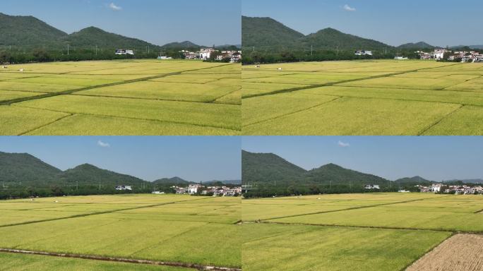 中山崖口 崖口村 中山崖口稻田