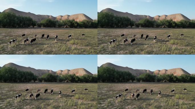夕阳牧场下牛羊成群