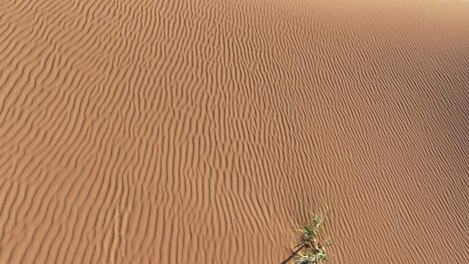 沙漠 芦苇 一棵小草 植物  缺水