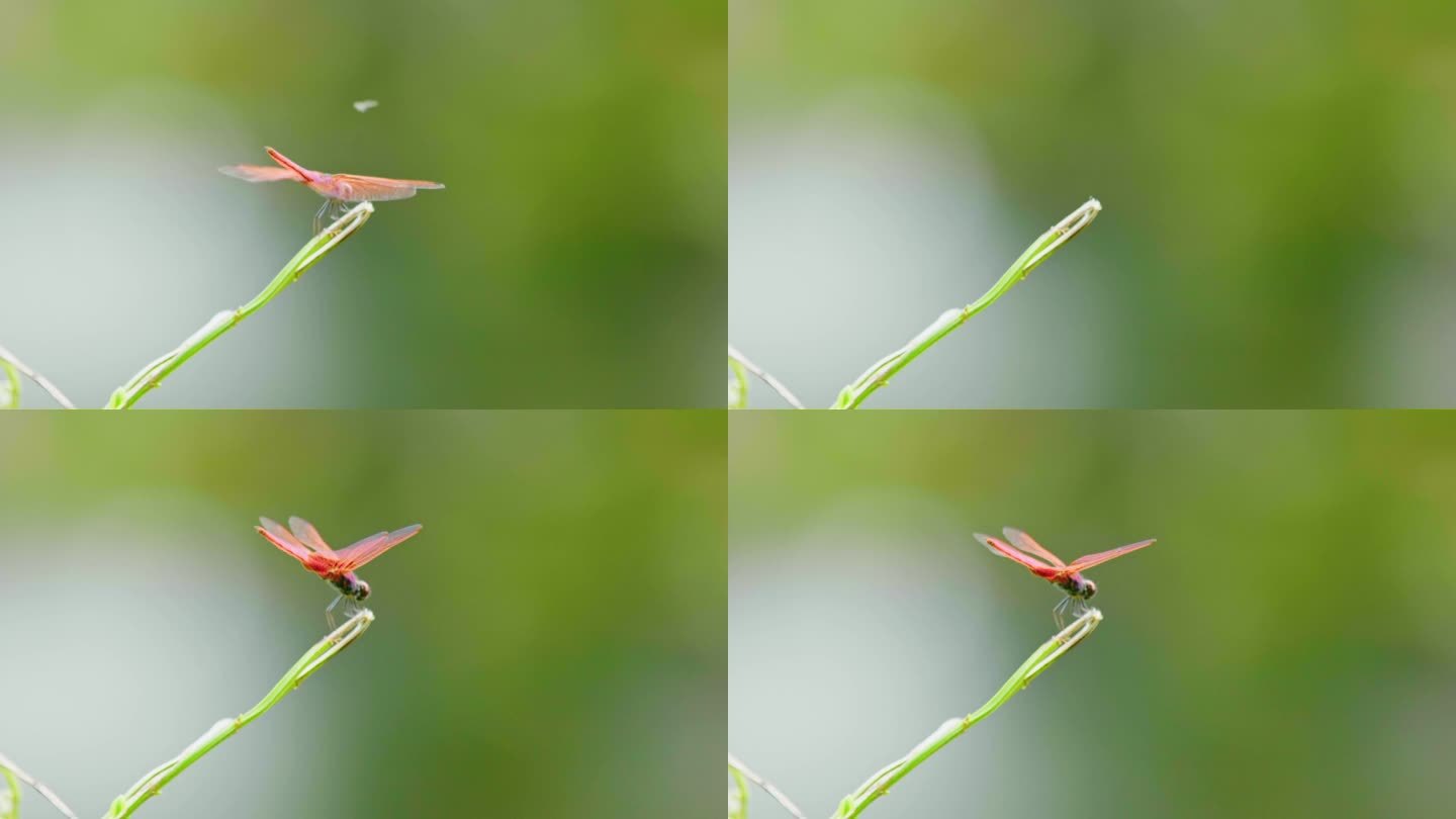 蜻蜓捕食