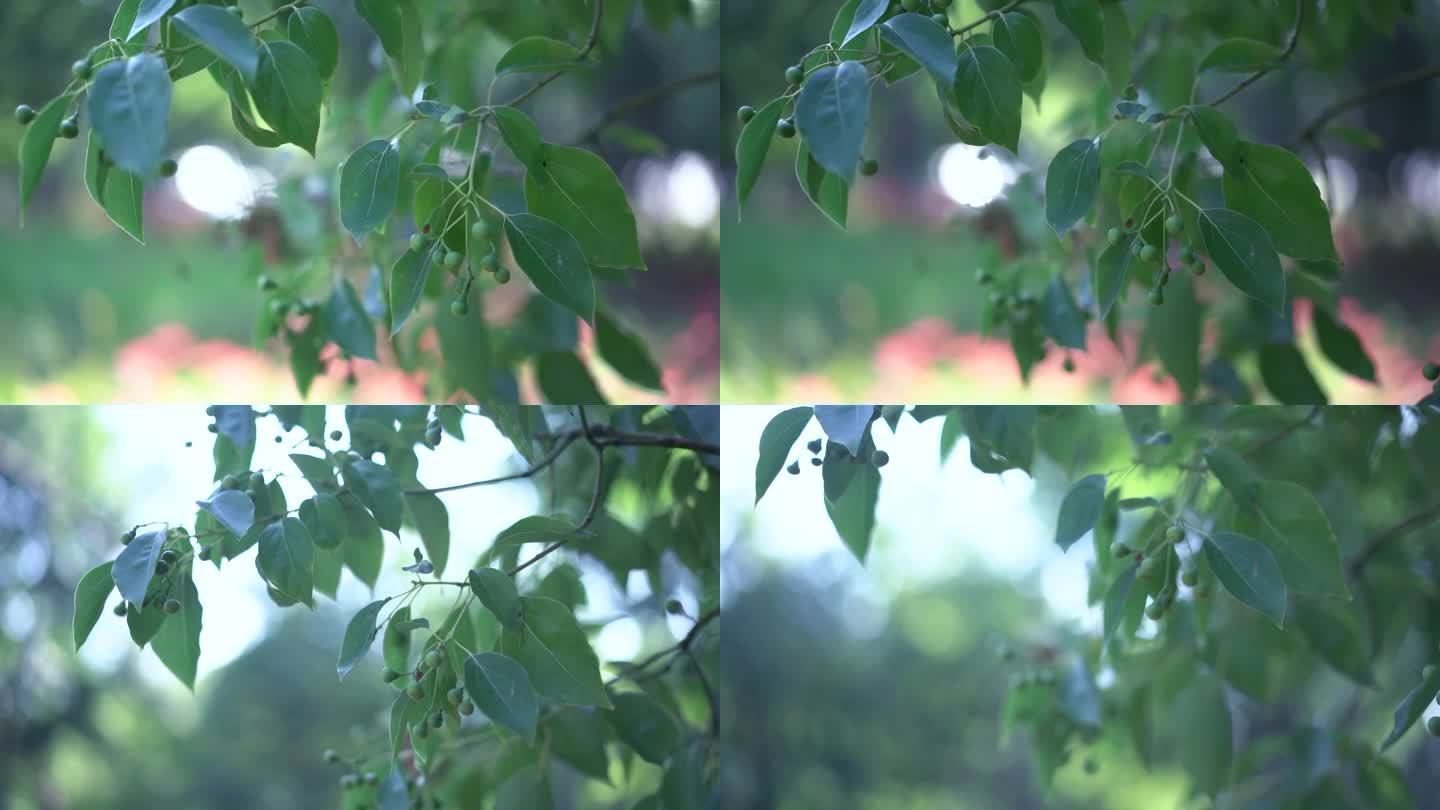 绿植 芽 树叶 转场 视频 空镜头