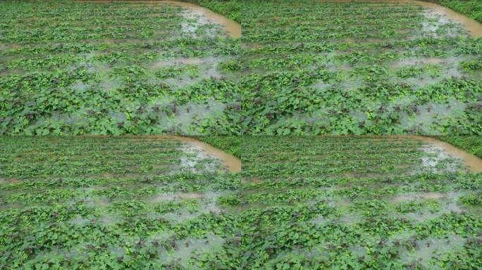 雨后被淹的农作物 红薯