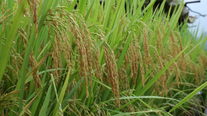 成熟的稻穗水稻特写雨露水珠田野