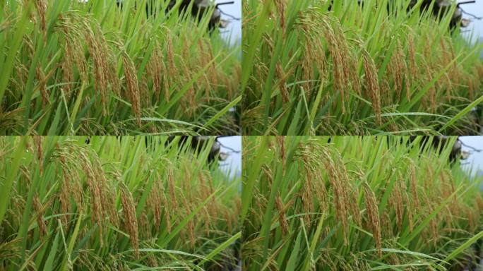 成熟的稻穗水稻特写雨露水珠田野