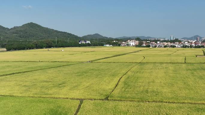 中山崖口 崖口村 中山崖口稻田