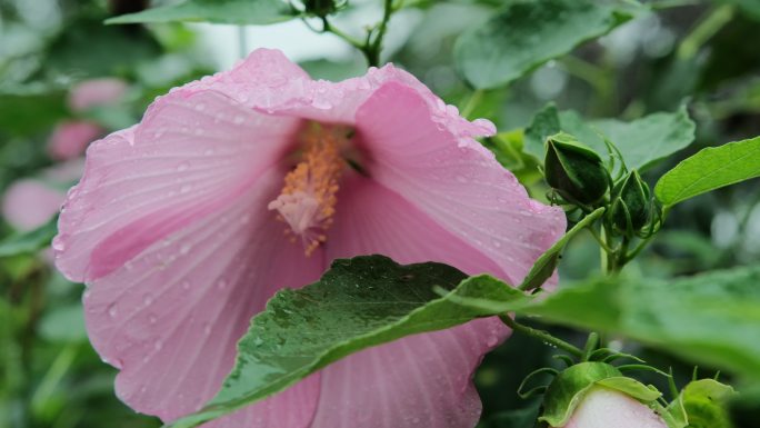 下雨天的花朵