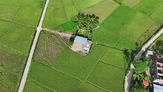 海南椰林水稻农村