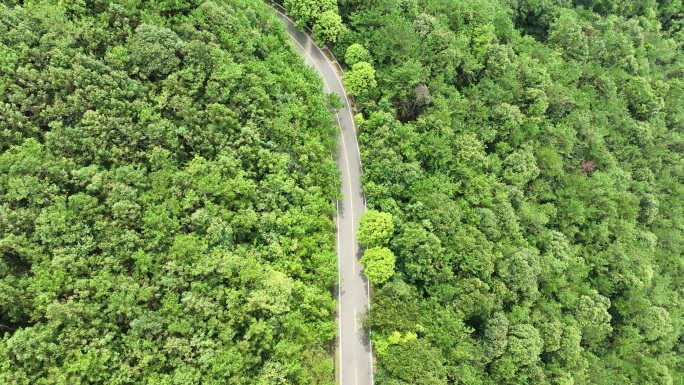 森林公路航拍山路树林道路俯拍林间道路风景