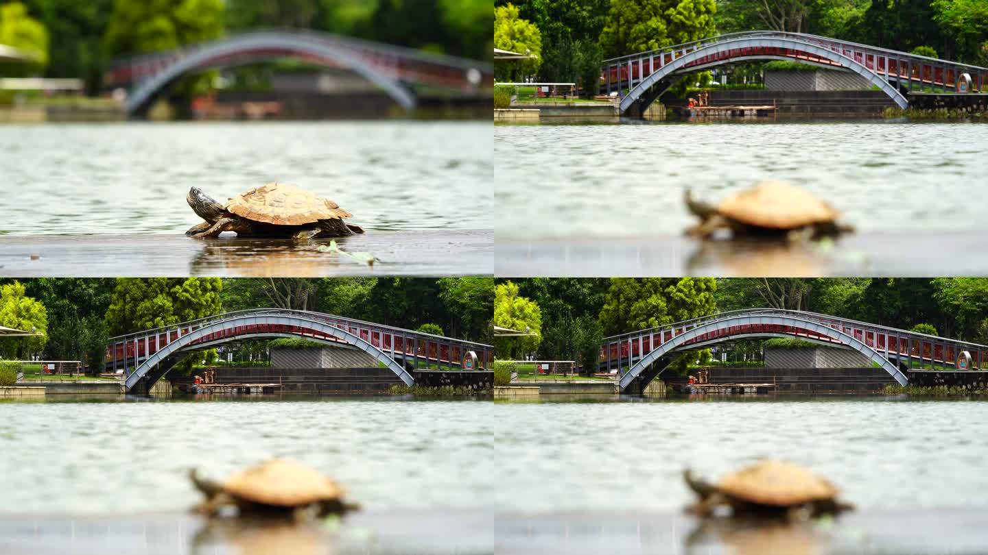 拱桥乌龟虚实变化