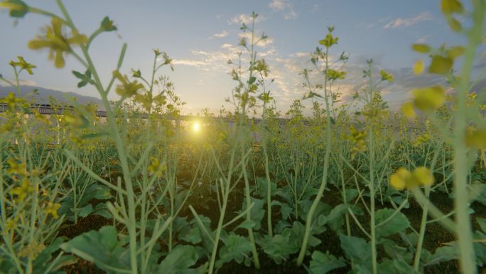 高铁驶过油菜花田农业田园