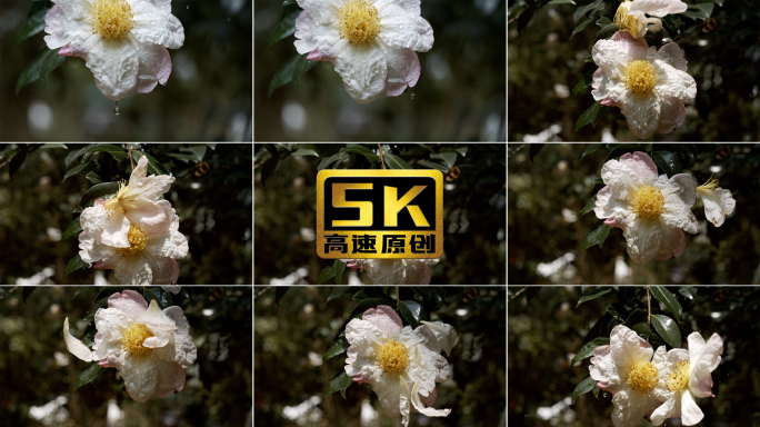 5K-水滴从花朵滴落，山茶花上的水滴