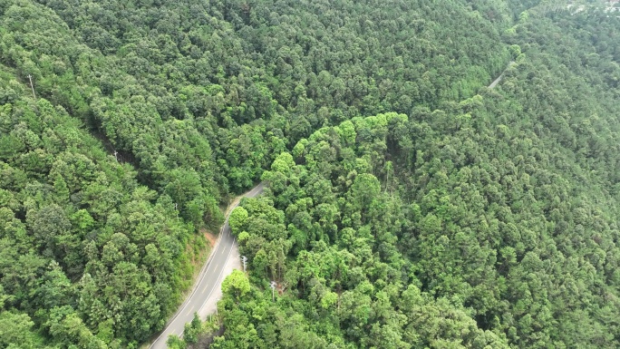 森林公路航拍山路树林道路俯拍林间道路风景