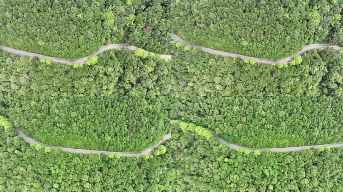 森林公路航拍山路树林道路俯拍林间道路风景