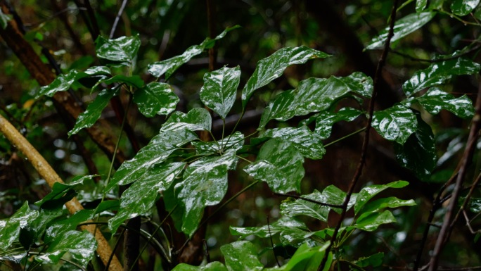 自然森林树林下雨天植物大雨