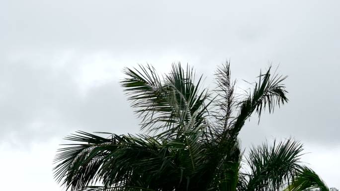 下雨天的绿色椰子树