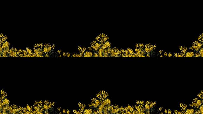 小黄花生长开花前景遮罩-带透明通道