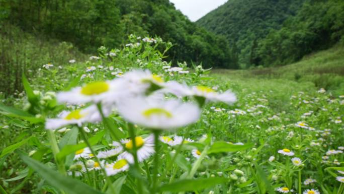 一年蓬植物花朵野花花蕊