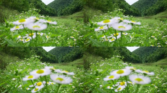 一年蓬植物花朵野花花蕊