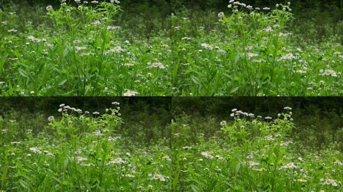 一年蓬植物花朵野花花蕊