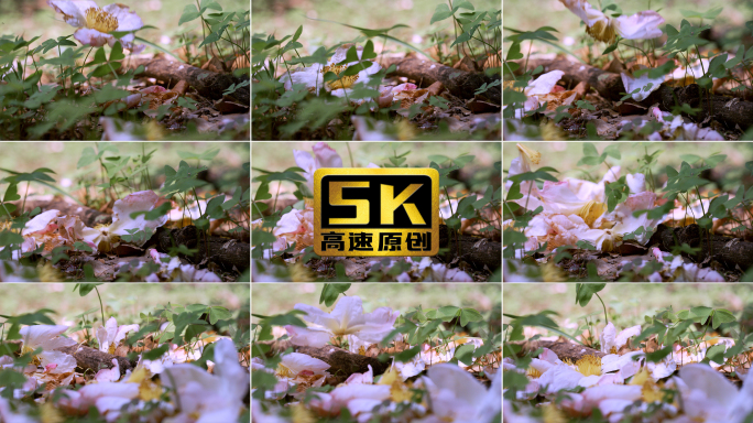 5K-落花满地，枯萎的花朵