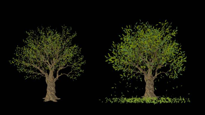 树木生长摇曳树叶飘落-带透明通道