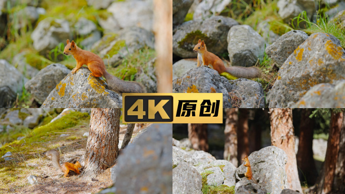 松鼠  野生动物特写松果生态夏塔新疆伊犁