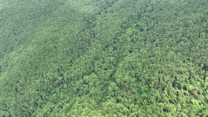 山林航拍森林山峰树林原始森林生态自然环境