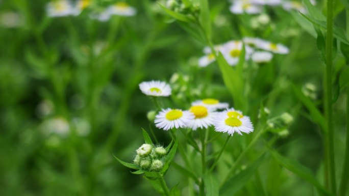 一年蓬植物花朵野花花蕊