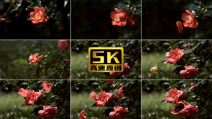 5K-雨中盛开的花，花朵凋谢落下