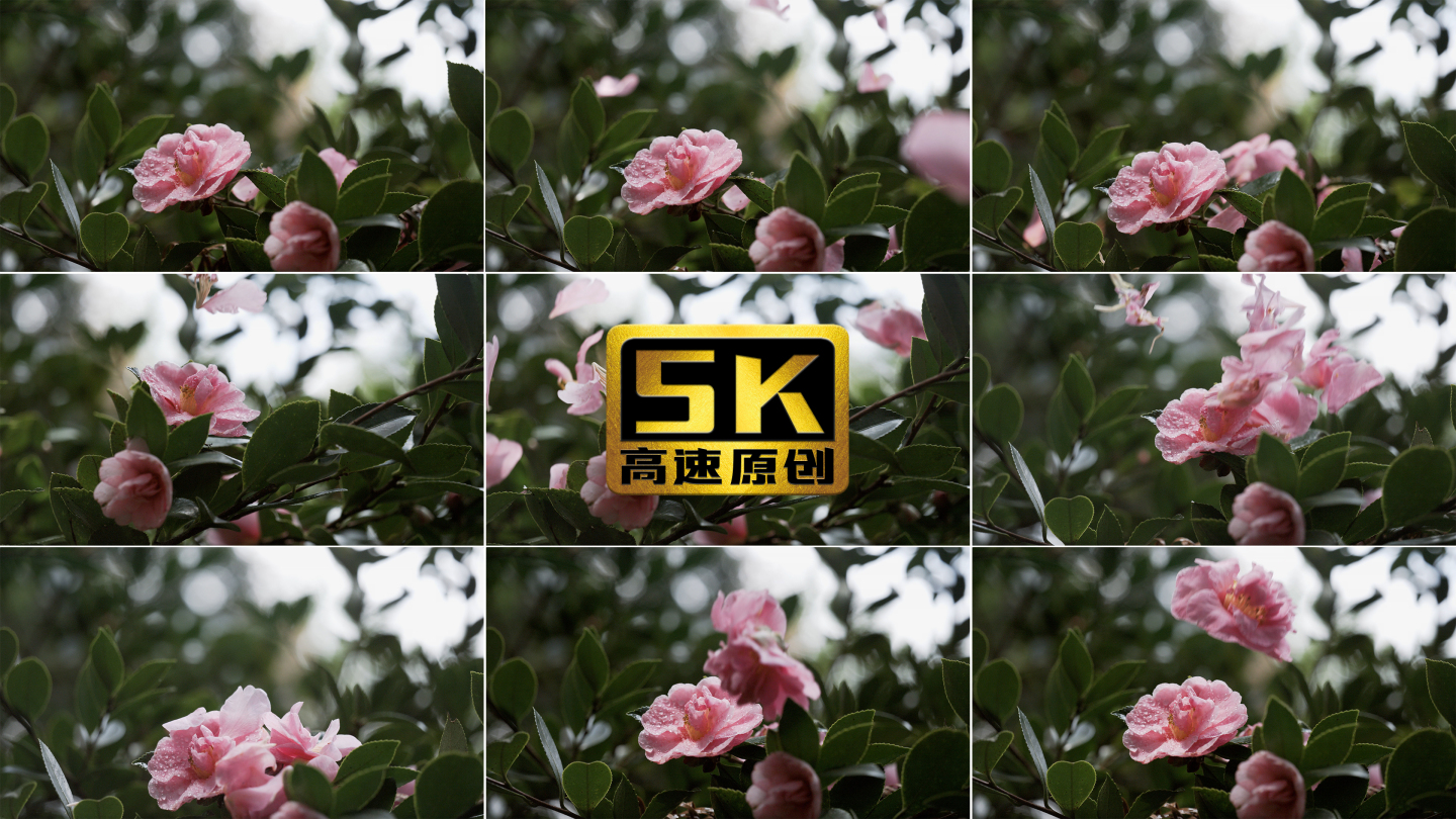 5K-落花，凋落的山茶花，雨中山茶花