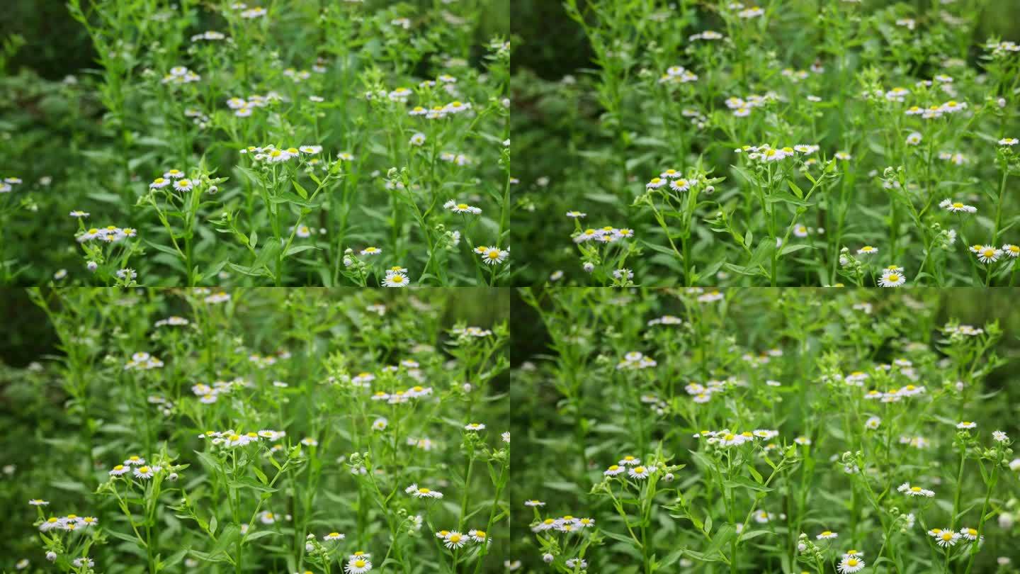 一年蓬植物花朵野花花蕊