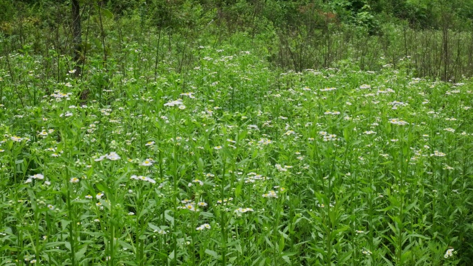 一年蓬植物花朵野花花蕊