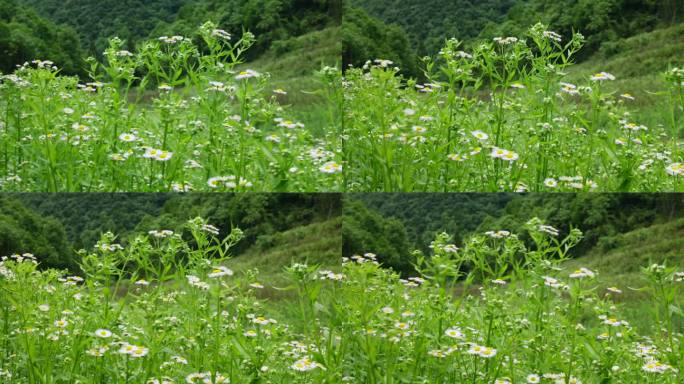 一年蓬植物花朵野花花蕊