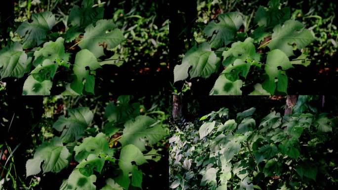 阳光斑驳，森林中随风摇曳的构树叶（2）