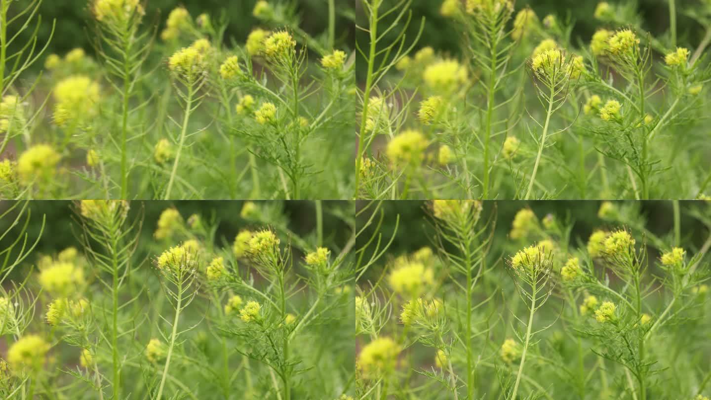 若尔盖草原草地花花草草植物绿草彩色花朵