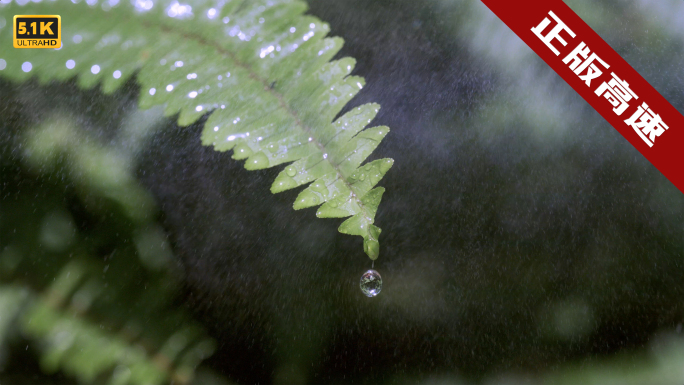 5K-水滴从叶尖滑落，水滴水珠慢动作