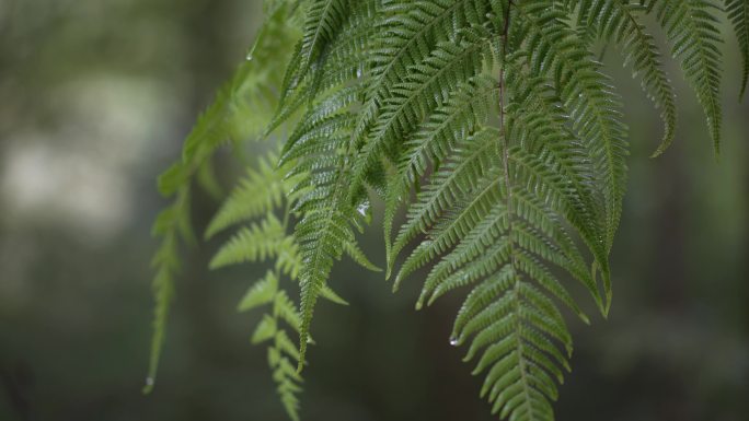 露水 树叶水珠 露珠  水滴 晨露 雨后