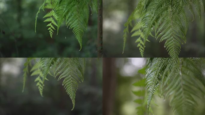 露水 树叶水珠 露珠  水滴 晨露 雨后