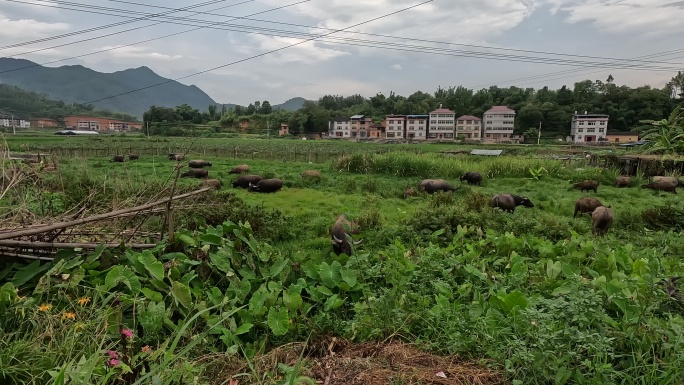 农村牛群吃草 水牛黄牛 耕地