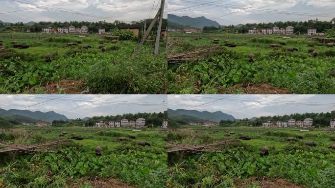 农村牛群吃草 水牛黄牛 耕地