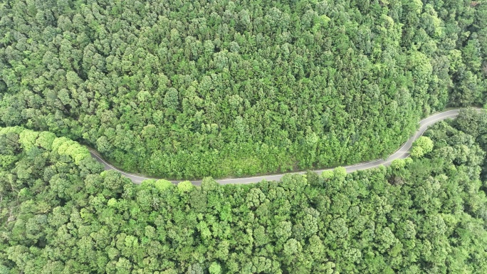 森林公路航拍山路树林道路俯拍林间道路风景