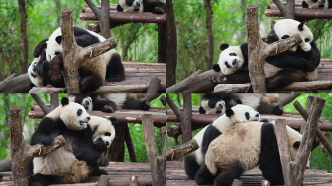 两只可爱大熊猫在一起摔跤玩耍