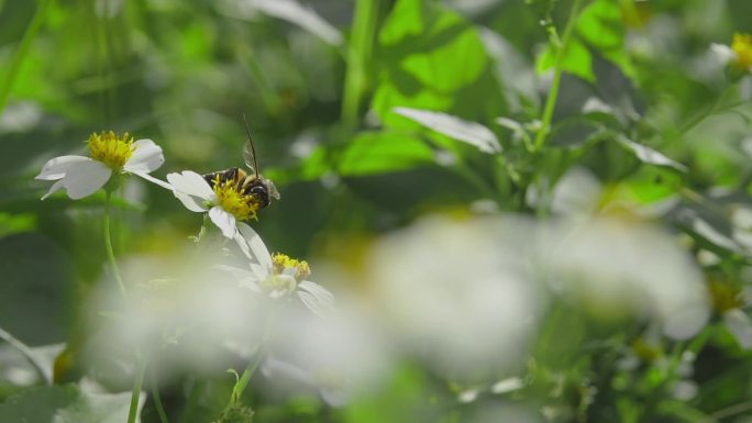 蝴蝶蜜蜂